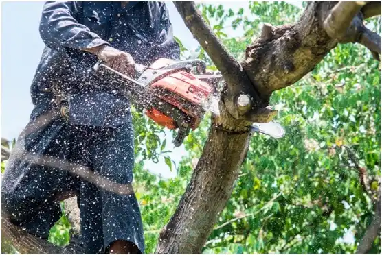 tree services West Mountain